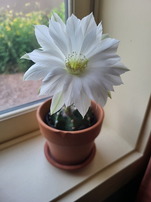 Tips to Grow Easter Lily Cactus Easily 2