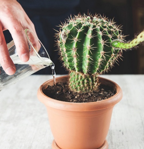 Easter Lily Cactus watering