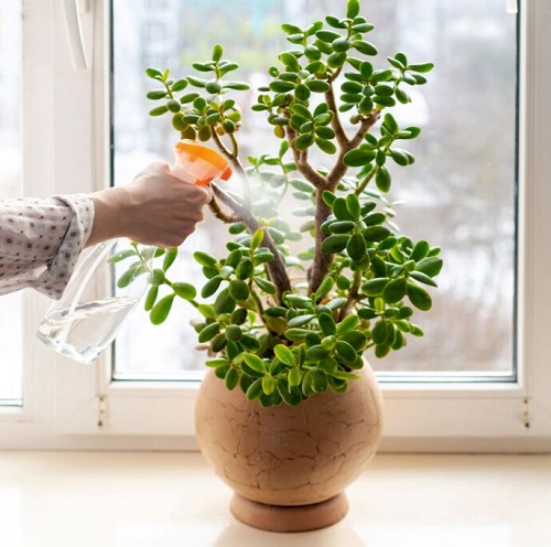 Jade Plant fertilizer