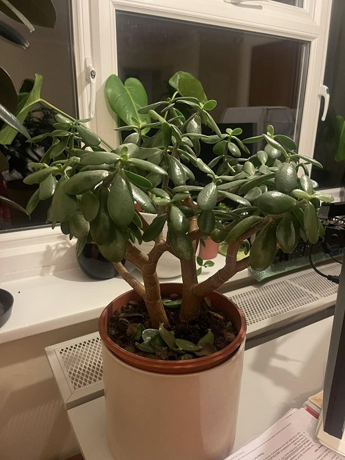 Jade Plant Not Bushier? Ways To Do It. 2