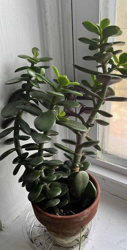 Jade Plant in small pot