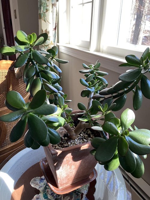 Jade Plant Lack of pruning