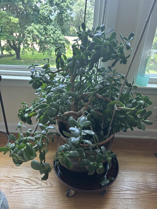 Jade Plant near window