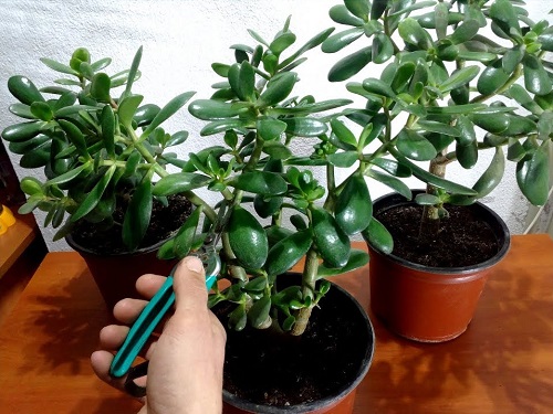 Jade Plant pruning