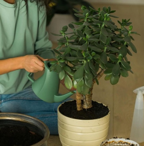 Jade Plant watering
