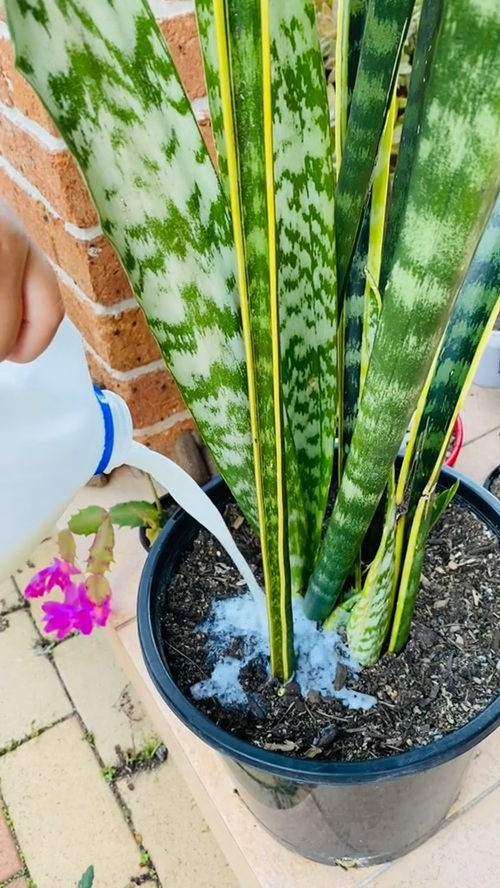 Milk for Snake Plant Growth 2