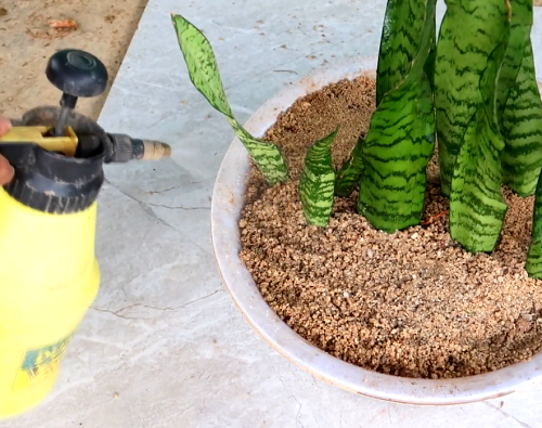 snake plant in sand 