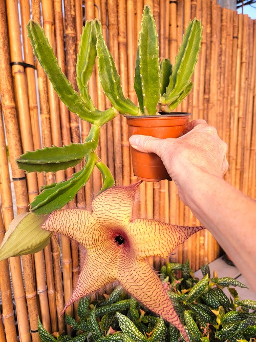 How to Grow Stapelia Gigantea 2