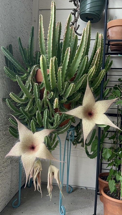 How to Grow Stapelia Gigantea