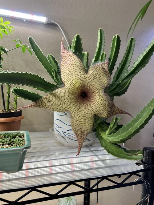Stapelia Gigantea indoor