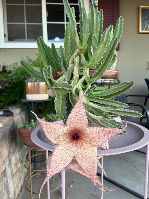 Stapelia Gigantea