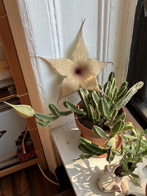 Stapelia Gigantea near window