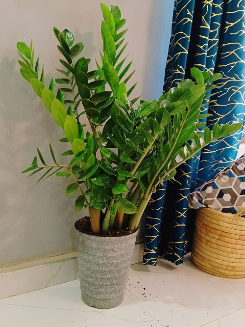 ZZ Plant Not Bushier? Ways To Do It 1