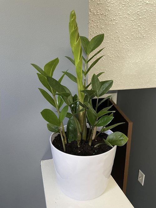 ZZ Plant Not Bushier? Ways To Do It 2