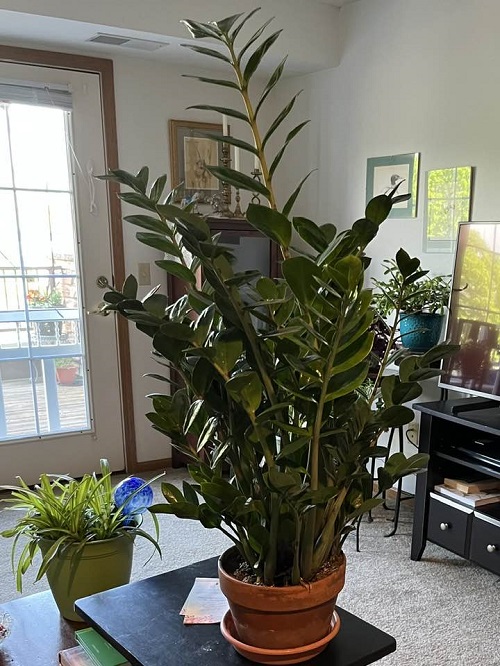 ZZ Plant in small pot