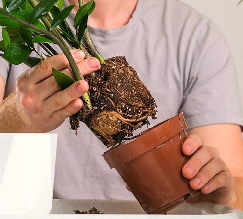 ZZ Plant repot