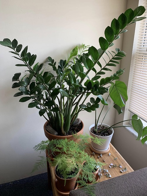 ZZ Plant near window 2