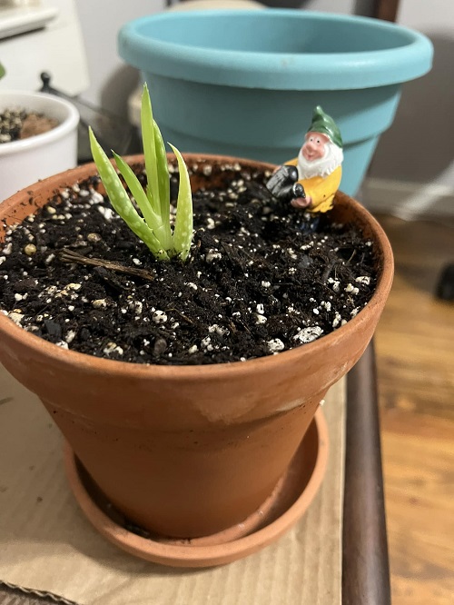 Aloe Vera pups