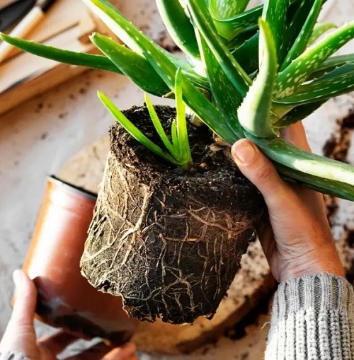 Aloe Vera repotting