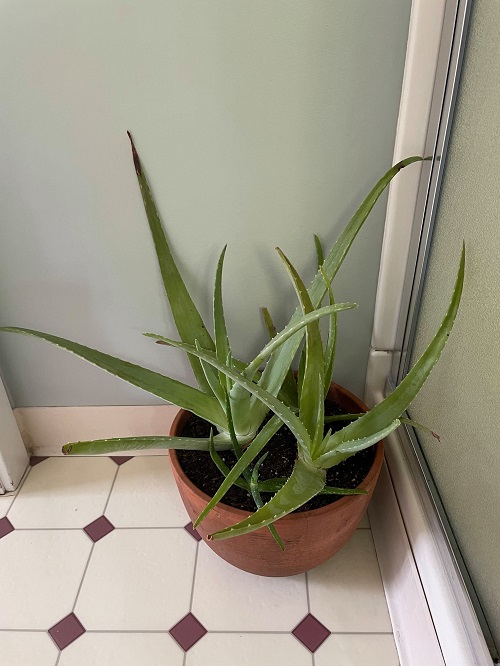 Aloe Vera in terracotta pot