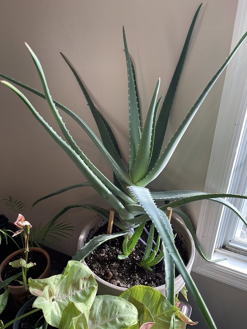 Aloe Vera near window