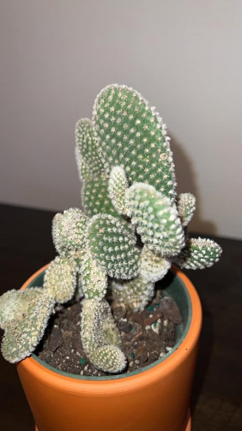 Bunny Ear Not Bushier 2