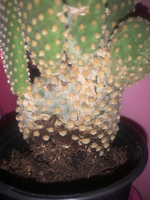 Bunny Ear cactus overwatering