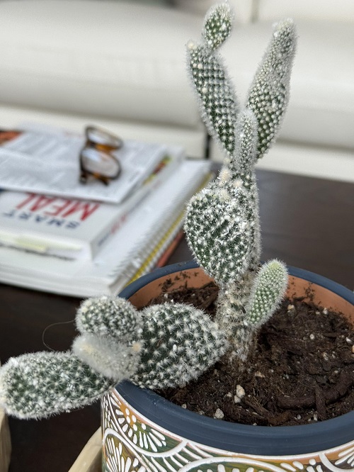 Bunny Ear cactus poor soil