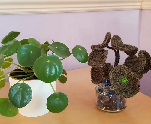 crochet Money Plant 4