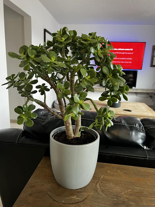 Can Money Tree Bring A Lot Of Money Home