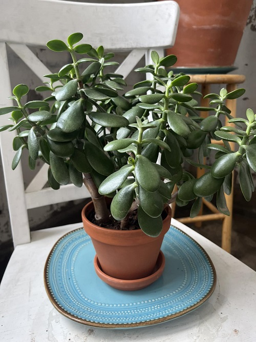 jade plant indoor