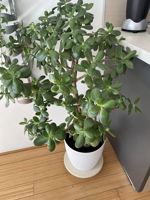 jade plant in bedroom