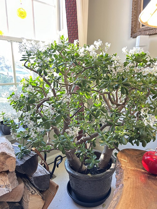 Can Money Tree Bring A Lot Of Money Home