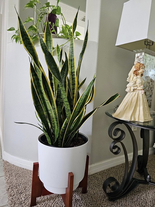 Can Burnt Soil Help Snake Plant Drainage?