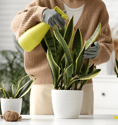 snake plant fertilizer