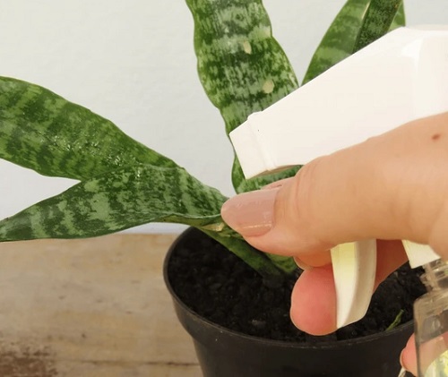 snake plant misting