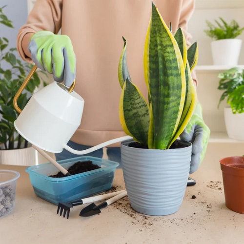 snake plant watering