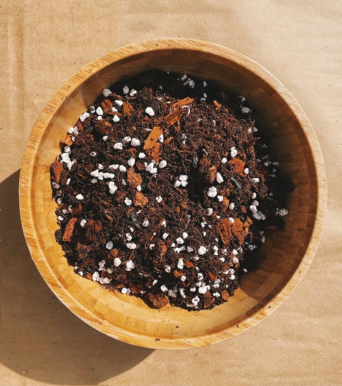 Grow Aloe Vera Faster Without Fertilizer 2