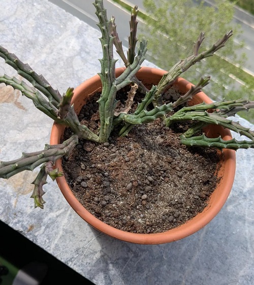 Stapelia Gigantea problem