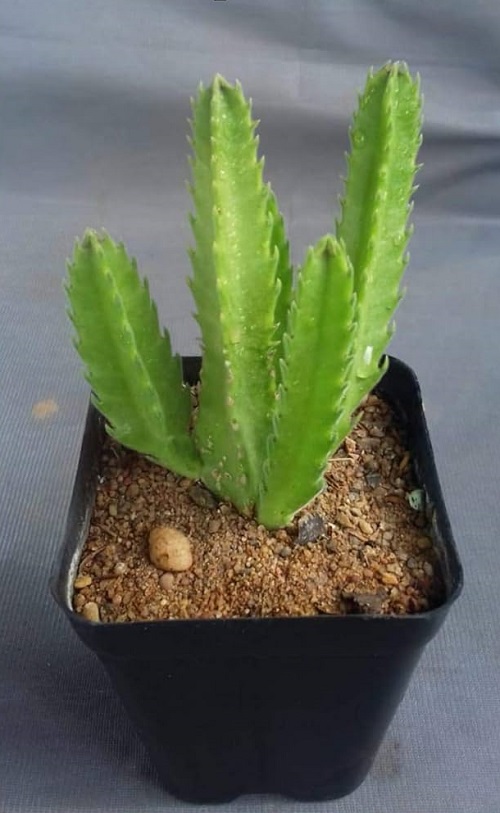 Stapelia Gigantea propagation