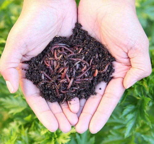 worm castings