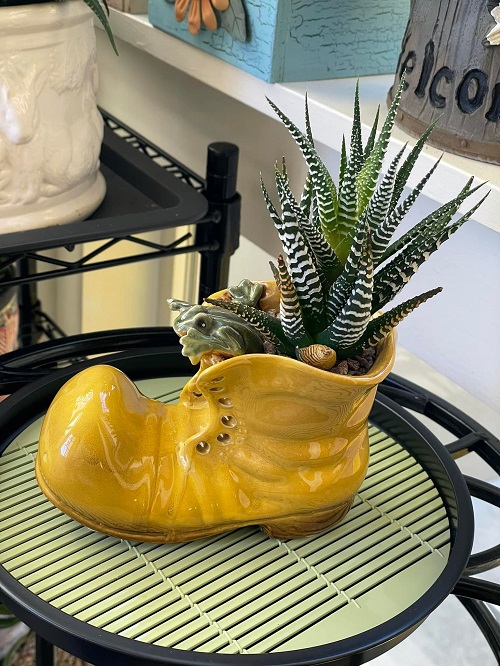 Zebra Plant