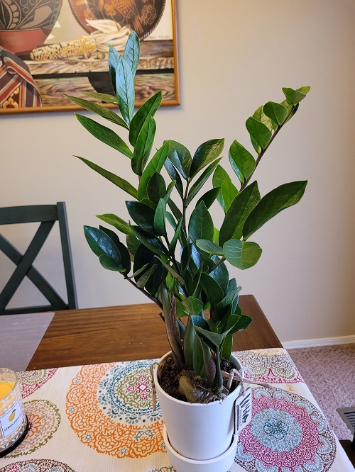 ZZ Plant in home
