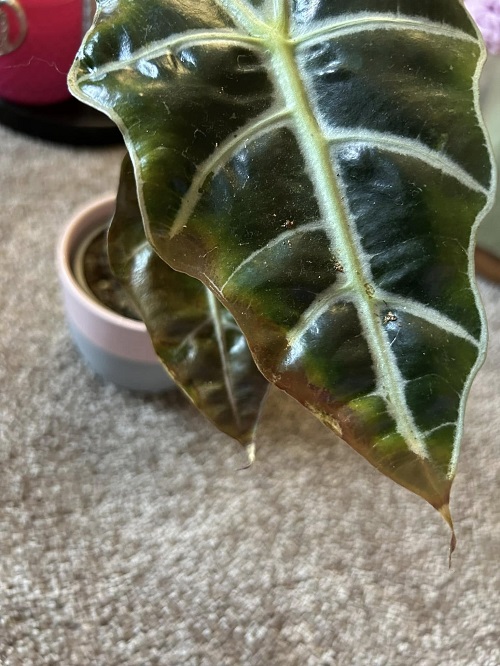 Alocasia brown edges