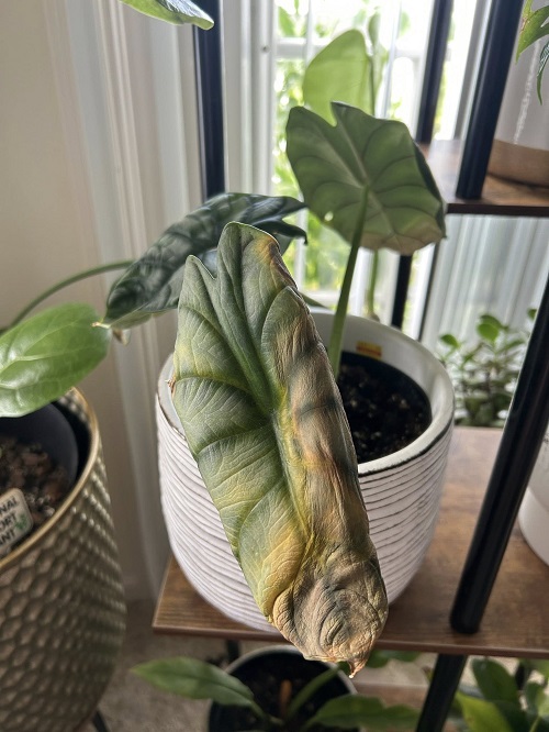 Mistakes That Kill Alocasia Indoors Slowly