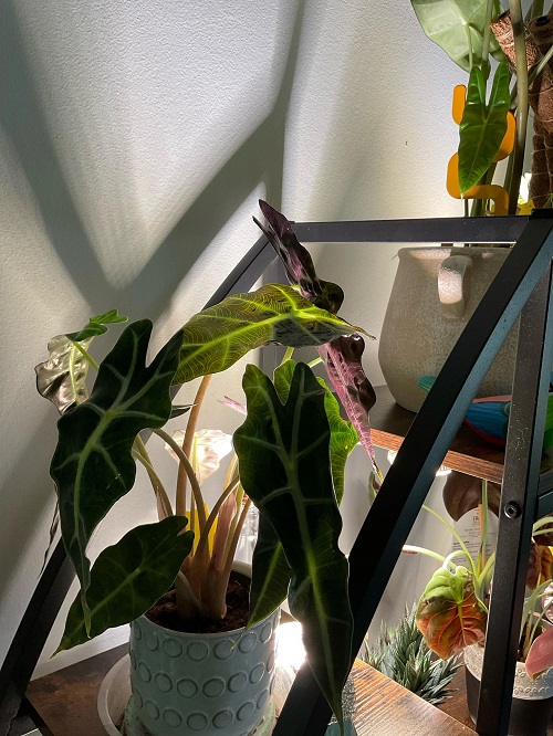 Alocasia in dark