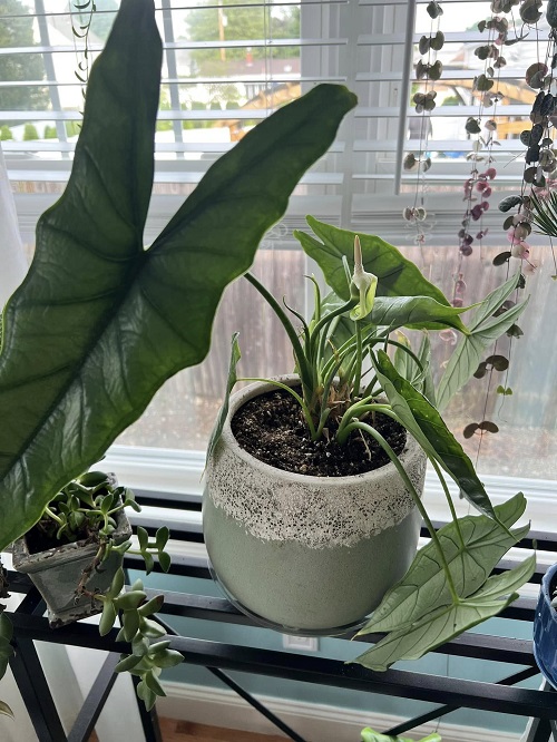 Alocasia near window