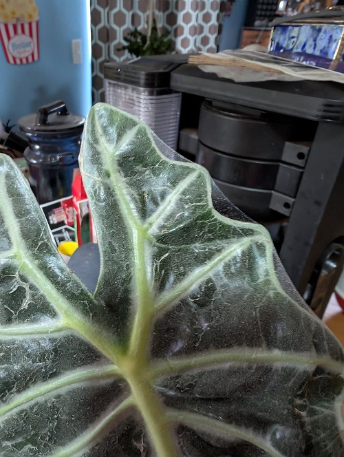 Alocasia spider mites