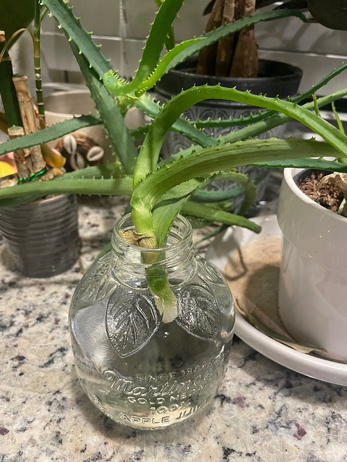Aloe Vera in water