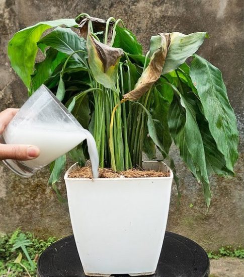 Apply Milk for Peace Lily